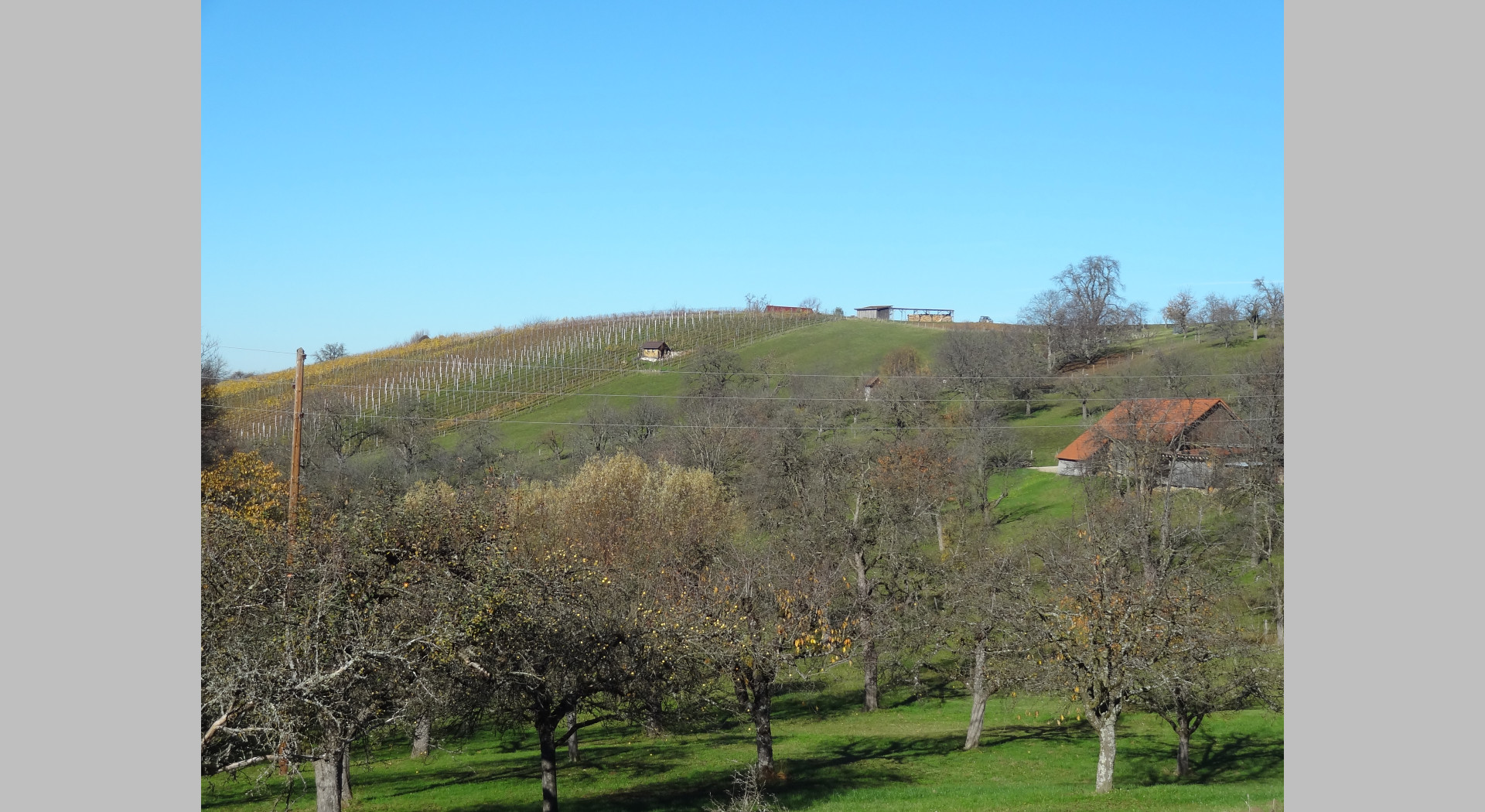 Balzholzer Weinberge im Winter