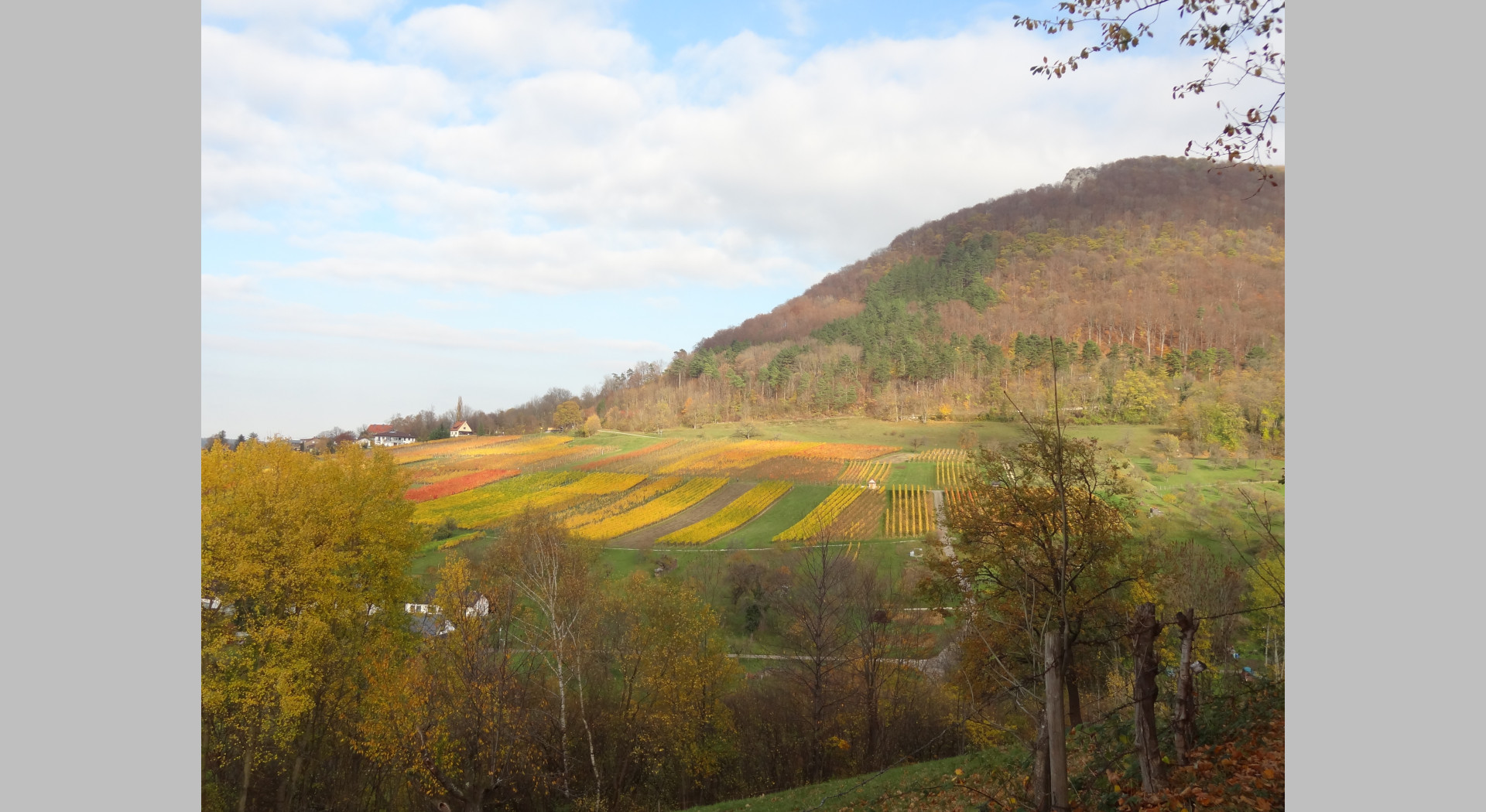 Blick auf die Beurener Weinberge mit Beurener Fels im Hintergrund