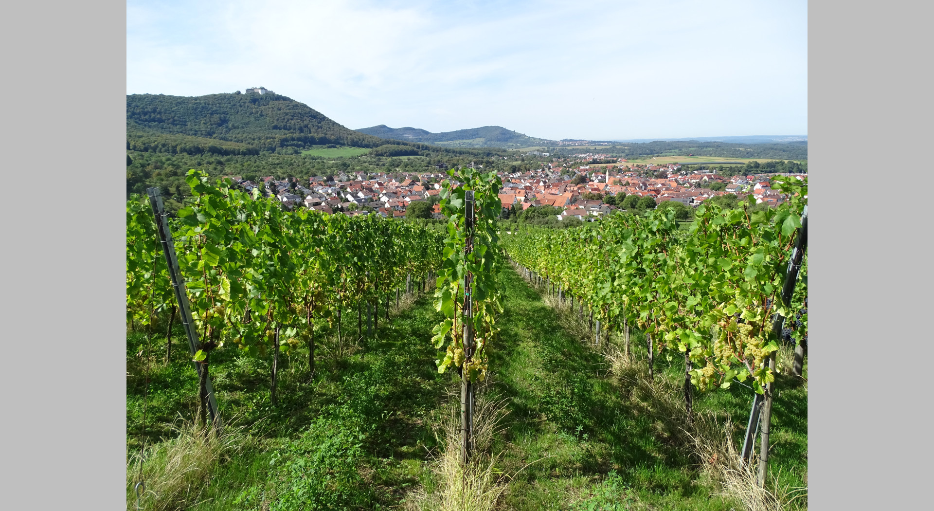 Beurener Weinberge mit Blick zum Hohenneuffen