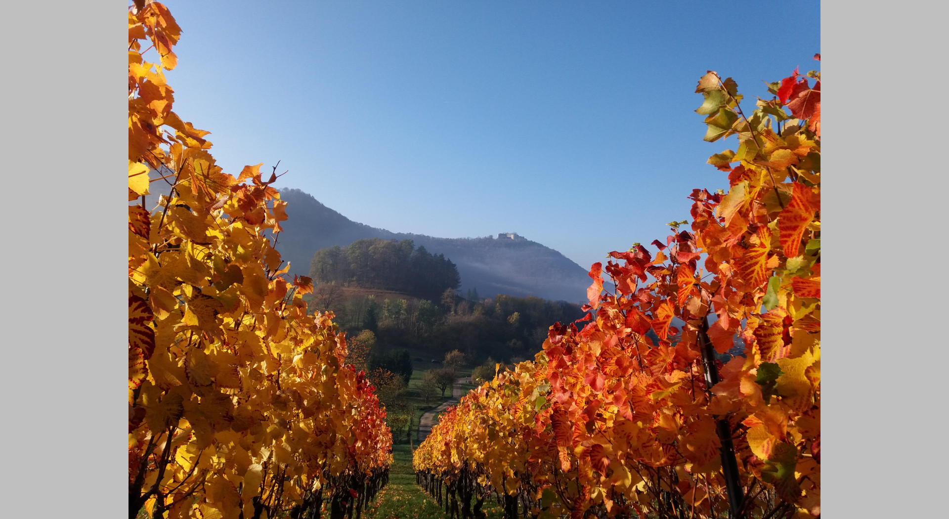Beurener Weinberge im Herbst mit Blick zum Hohbölle