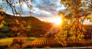 Sonnenuntergang in den Beurener Weinbergen
