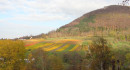 Blick auf die Beurener Weinberge mit Beurener Fels im Hintergrund