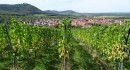 Beurener Weinberge mit Blick zum Hohenneuffen