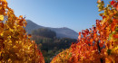 Beurener Weinberge im Herbst mit Blick zum Hohbölle