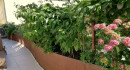 Die Terrasse an der Seite ist hauptsächlich ein Kräutergarten